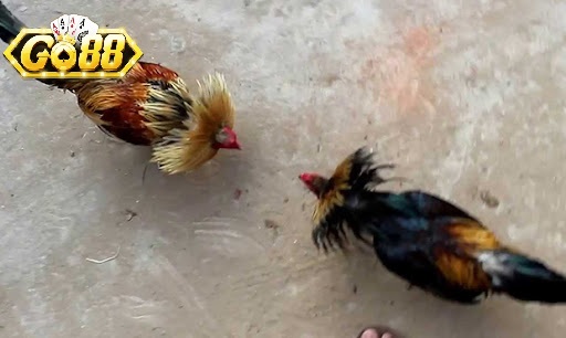 Đá Gà Cựa Dao Go88 Là Gì?