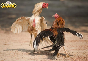 Điểm Nổi Bật Đá Gà Cựa Dao Go88