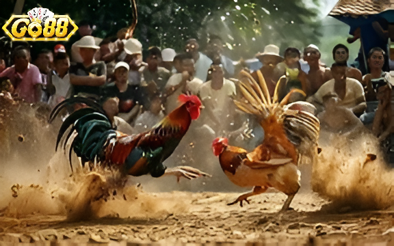 Điểm Khác Biệt Của Đá Gà Thomo Go88