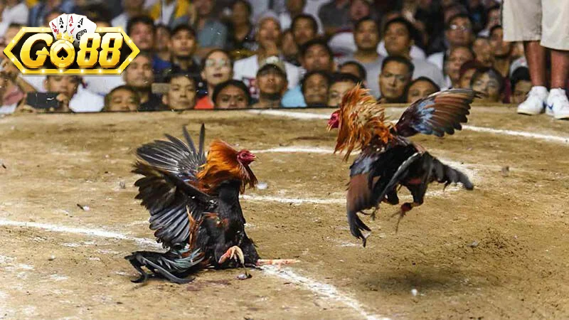 Tổng Quan Đá Gà Go88